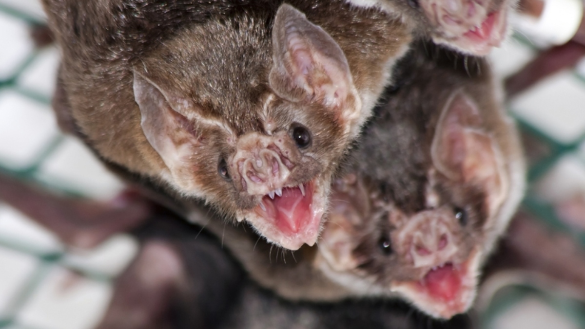 A pair of social vampire bats next to each other inside of a cage. Perhaps they are vampire bat friends.