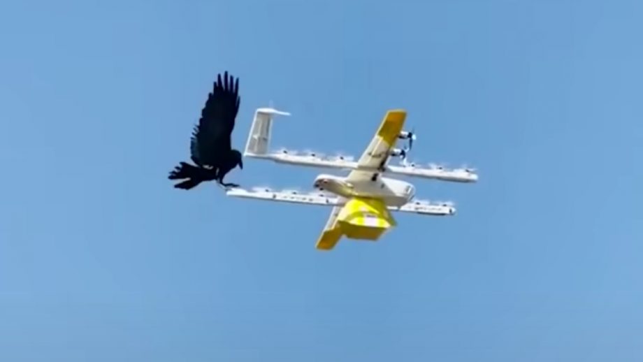 Raven Attacks Coffee Delivery Drone, Epic Struggle Ensues - Nerdist