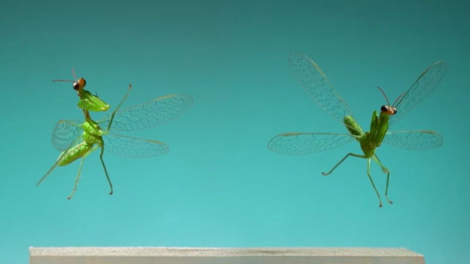 Insects Flying in Slow Motion Reveal a Gross Kind of Beauty Nerdist