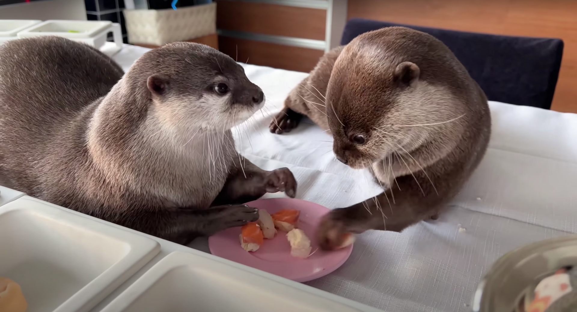 Pet otters Hana and Kotaro feasting as a part of a birthday buffet celebration. 