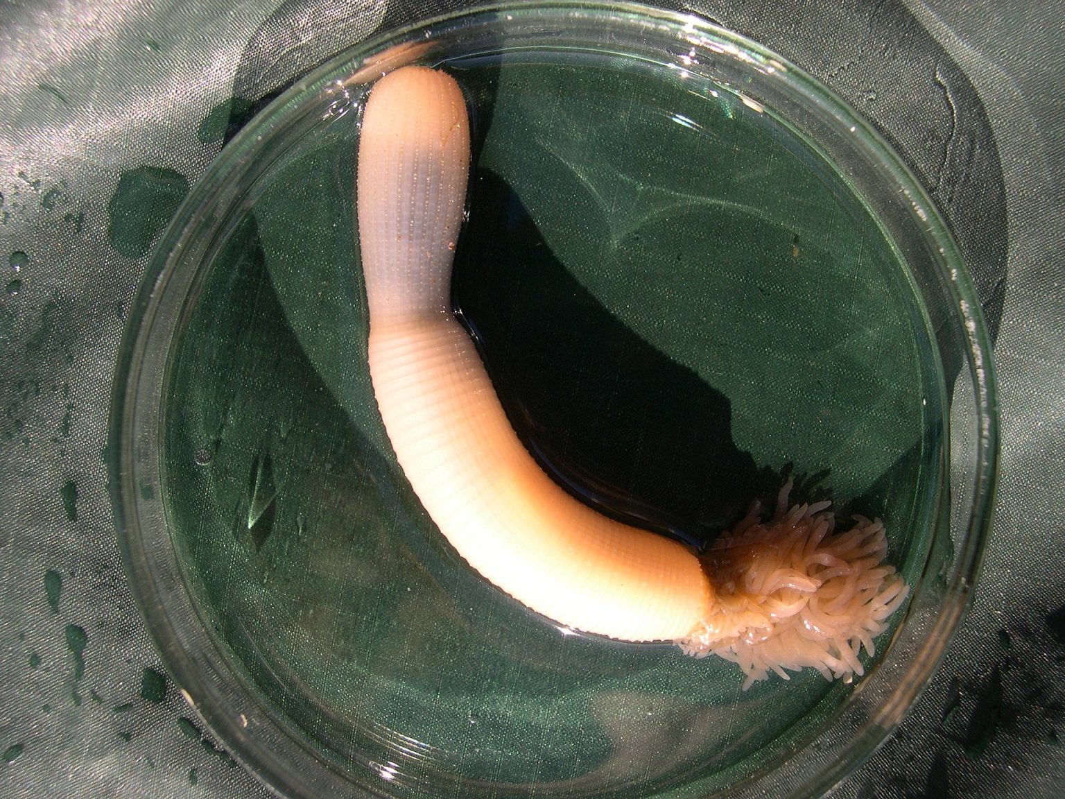 500-Million-Year-Old 'Penis Worm' Invented the Hermit Lifestyle - Nerdist
