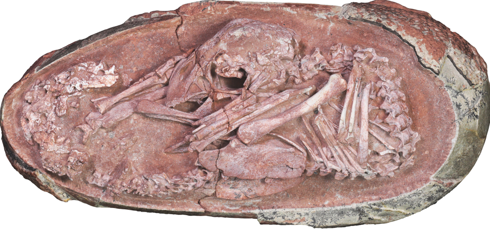 A look at an oviraptorosaur dinosaur embryo inside of its egg, potentially clarifying a link between the theropods and modern birds.