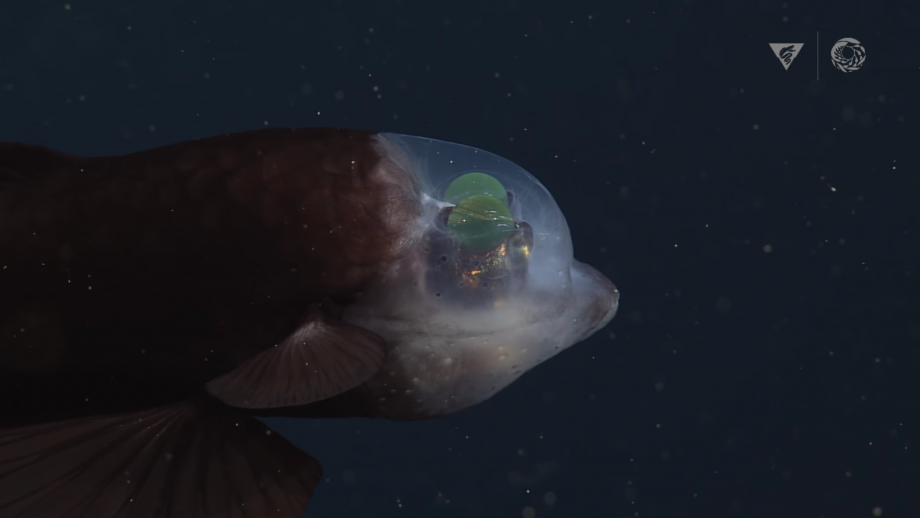 Behold, the Rare Barreleye Fish and Its Translucent Head - Nerdist