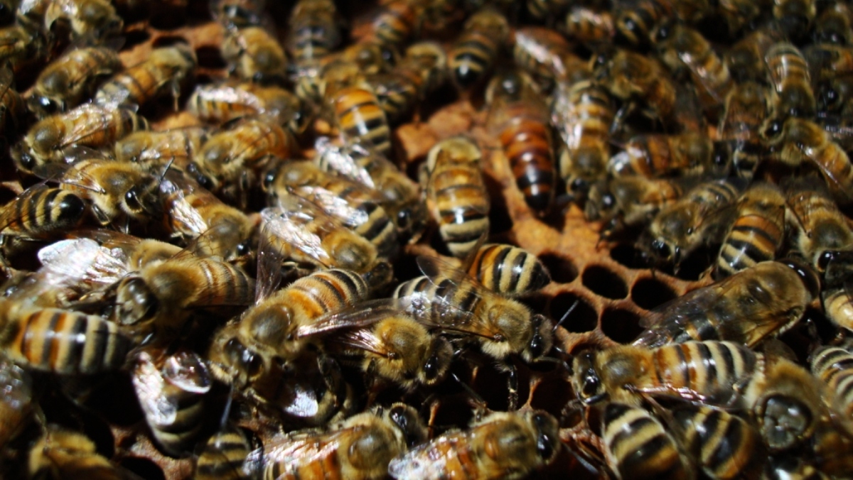 A swarm of bees climbs all over a honeycomb, showing the kind of behavior that helped Canary black bees to survive in a blanket of ash from the Cumbre Vieja volcano in the Canary Islands.