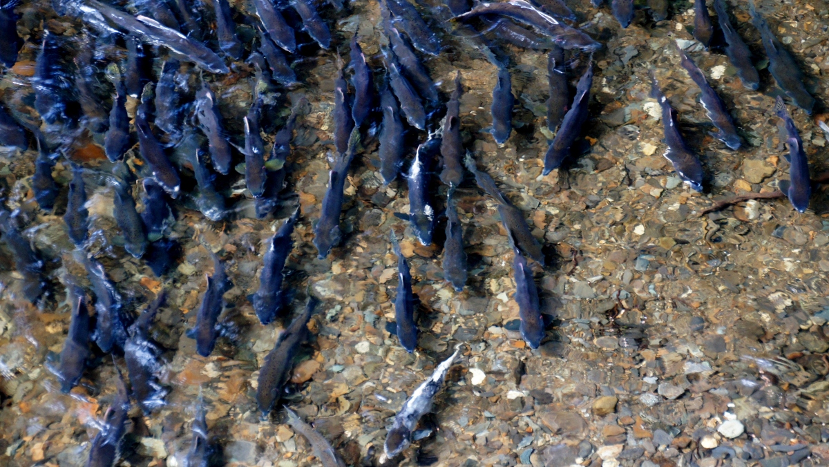 Plastic waste found chemically bonded to rocks in China