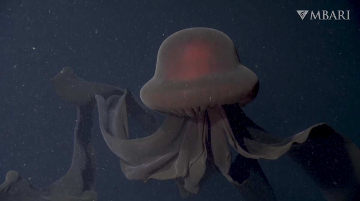 UltraRare 'Giant Phantom Jellyfish' Observed Deep in the Ocean Nerdist