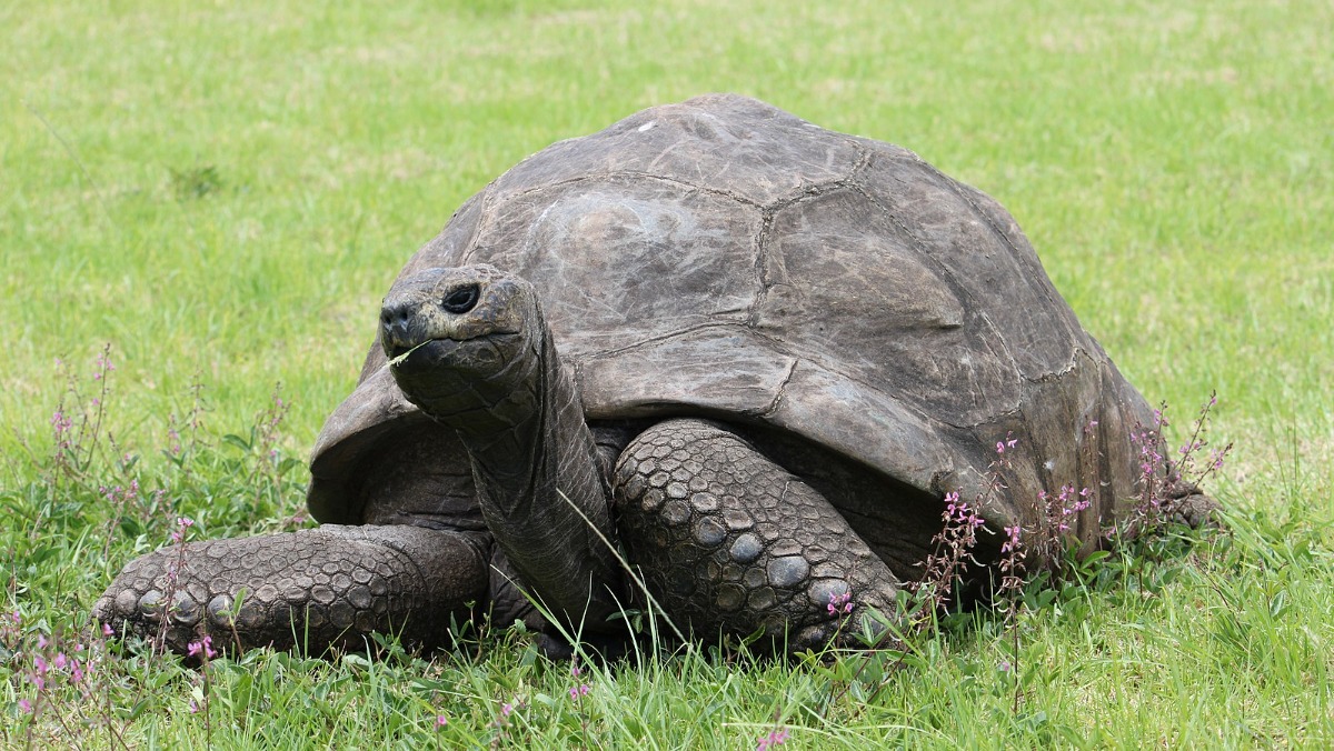 190 Year Old Pansexual Tortoise King Is Oldest Living Land Animal Nerdist