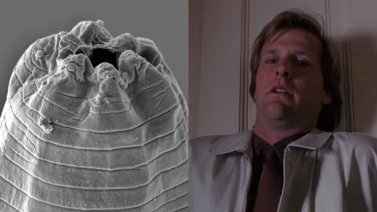 A parasitic worm next to an image of a scared Jeff Daniels in Arachnaphobia