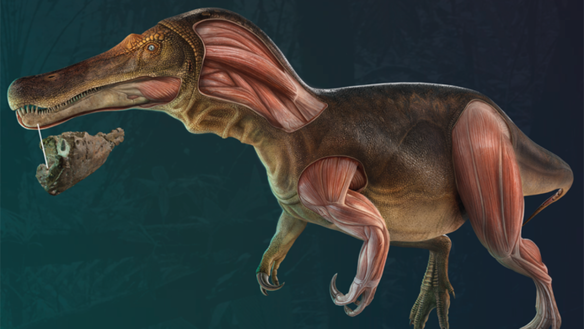 Ancient Spinosaurus Fossil Sheds Light on the Huge Semi-aquatic