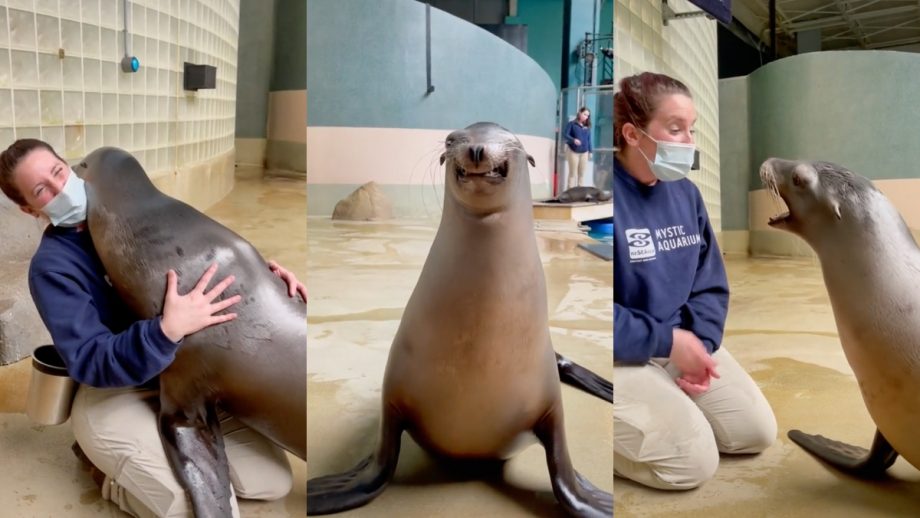 Clara, a Sea Lion and Budding TikTok Star, Loves to Hug Nerdist
