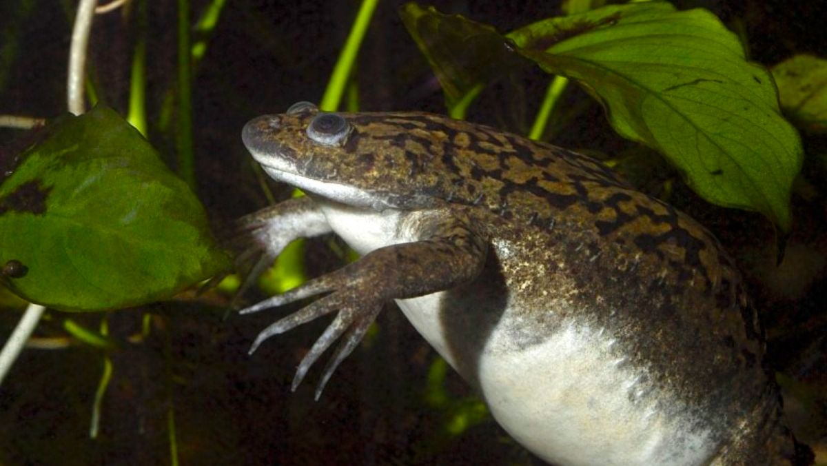 African Clawed Frog regrows legs:limbs in new regeneration study