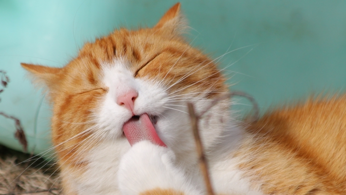 Orange and white cat grooming