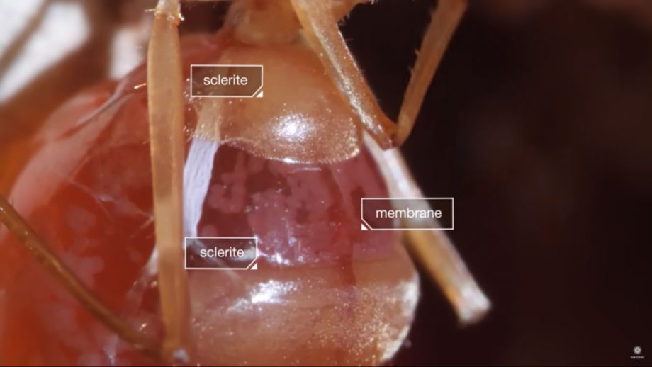 Honeypot Ant Colonies Snack on Shared Vomit When Food Is Scarce Nerdist