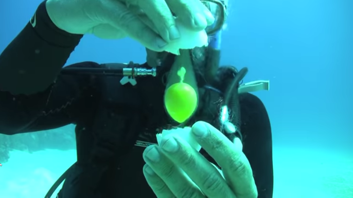 A scuba diver holds a raw egg underwater