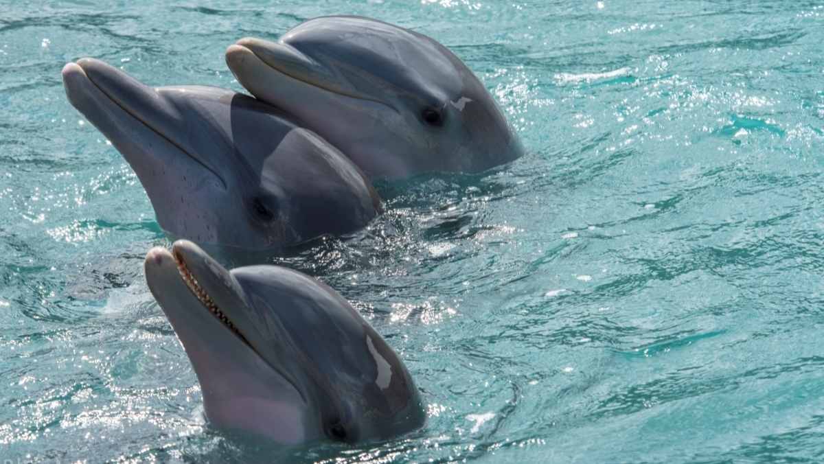 Bottlenose dolphins at Dolphin Quest showed they recognize each other's urine