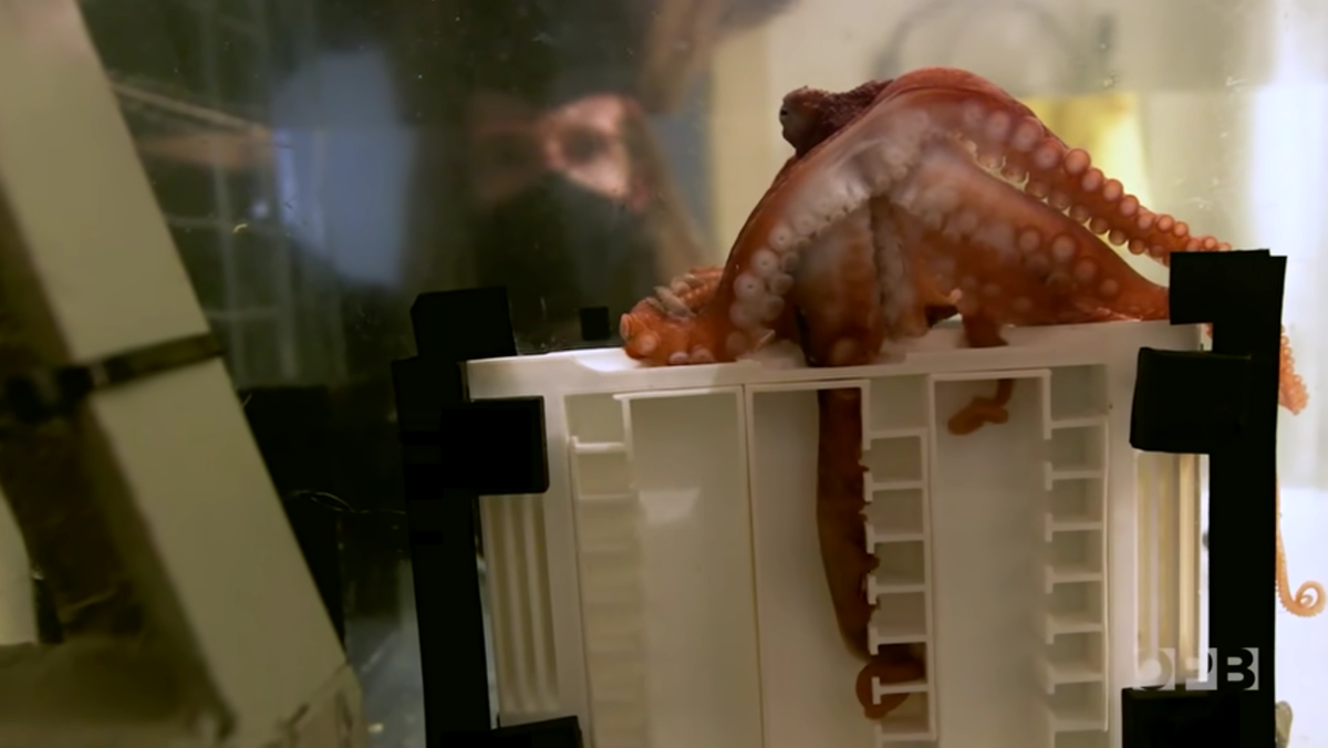 An octopus finds food in a puzzle box while a researcher looks on