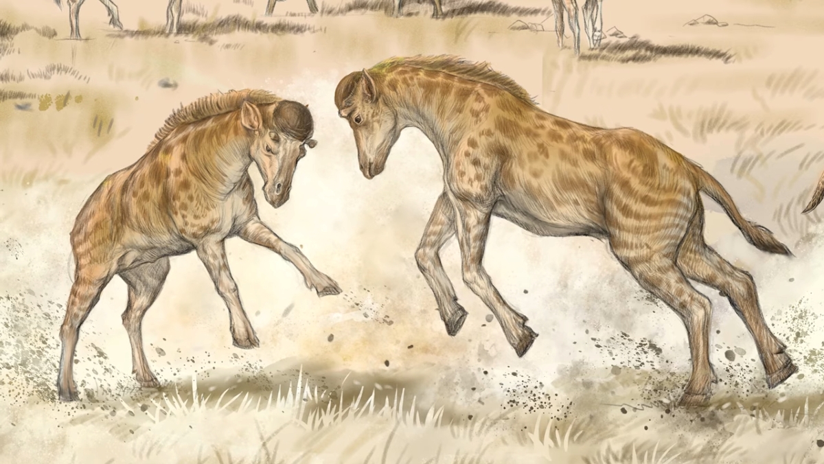 Artist rendering of prehistoric giraffes head-butting each other