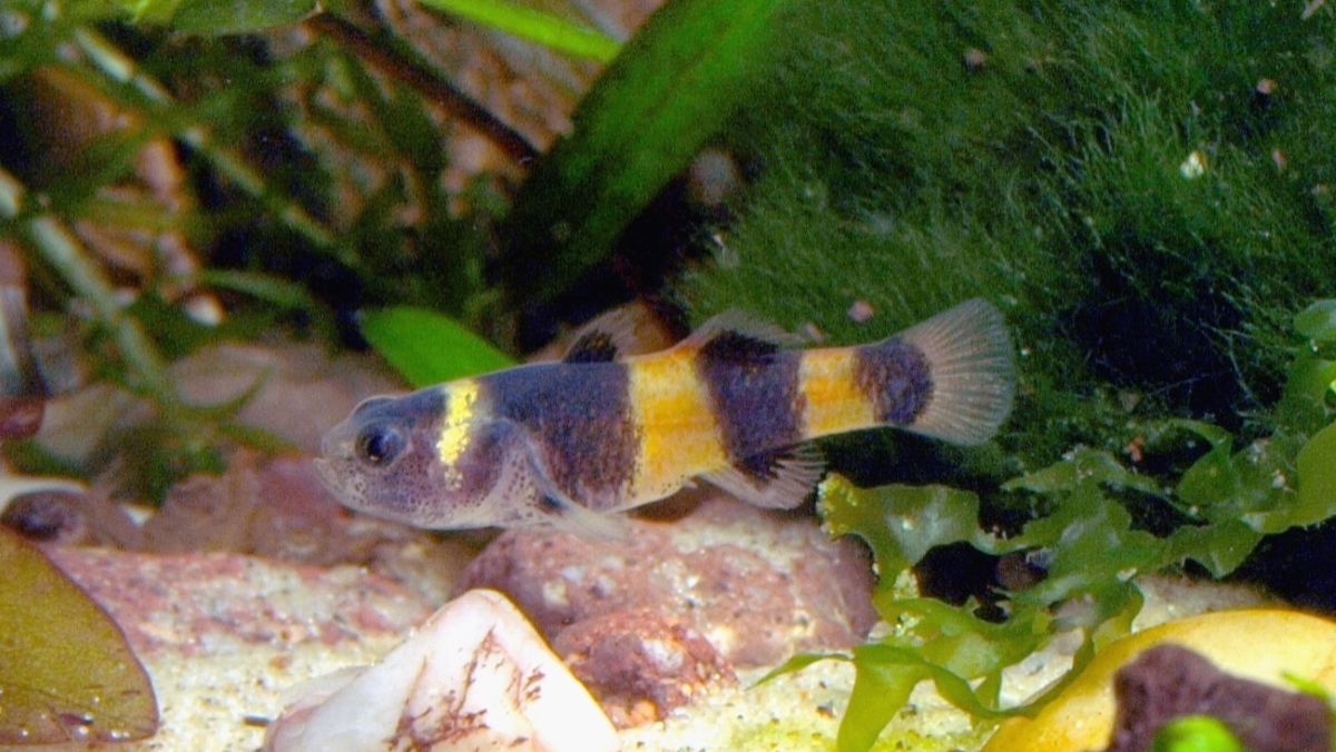 A bumblee goby is a black and yellow striped fish