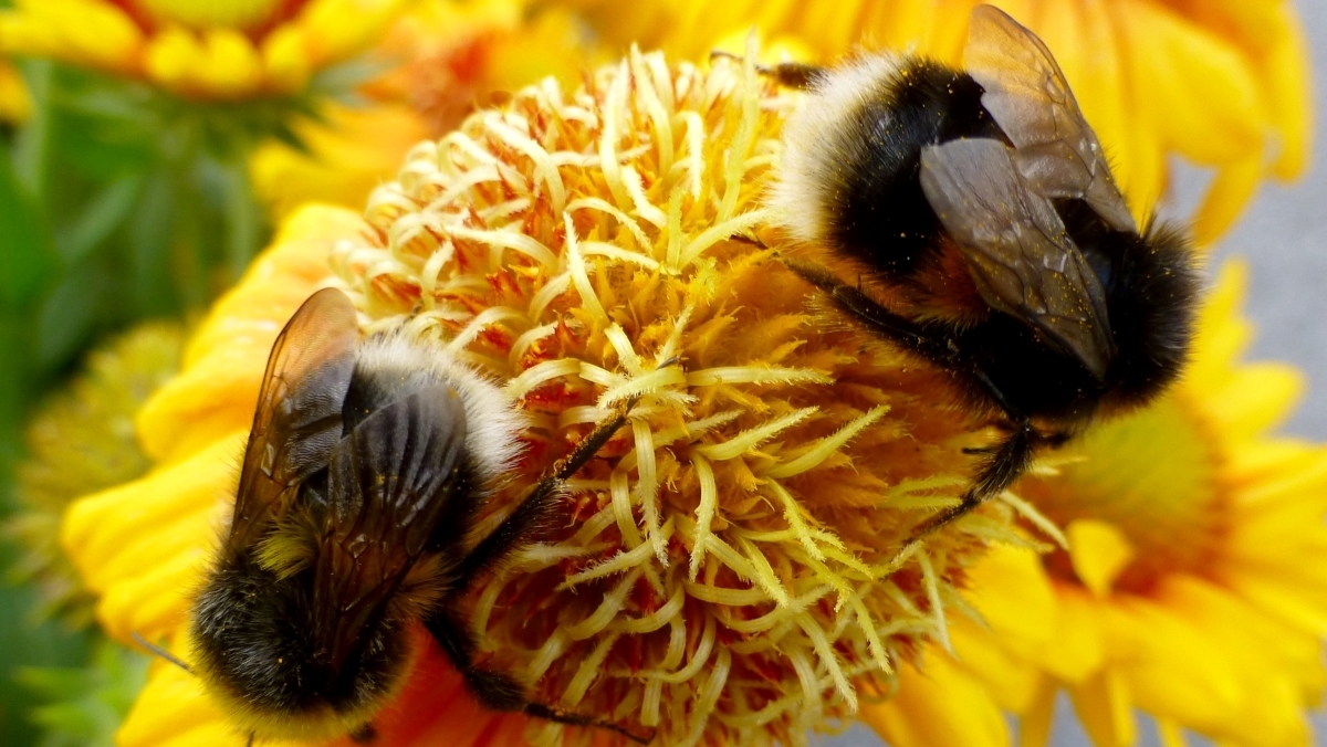 Two bumble bees on a yellow flower