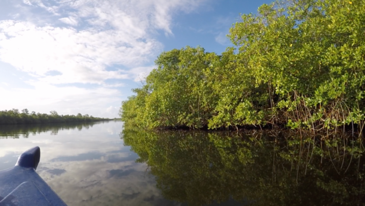 Mangrove swamp where a new bacteria was discovered