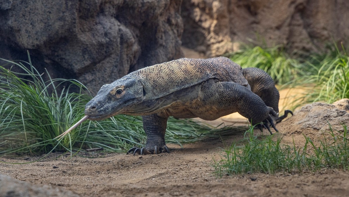 A Komodo dragon walks and sticks out its forked tongue