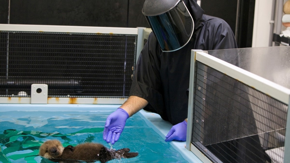 A person wearing a black pancho and welding mask extends their arm to a young sea otter floating in a tank of water at Monterey Bay Aquarium