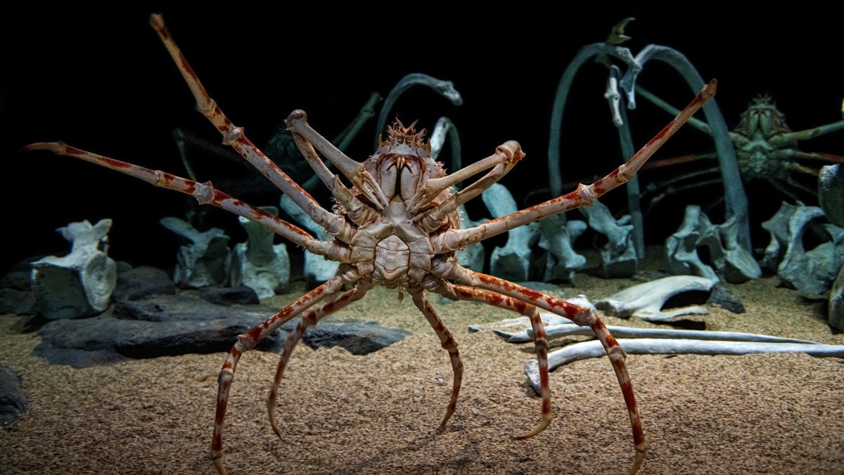 Two spider crabs crawl on whale bones in a tank at Monterey Bay Aquarium