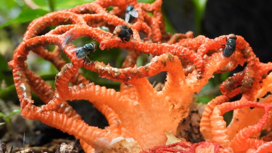 This Mushroom Smells Like Death to Attract Flies Nerdist