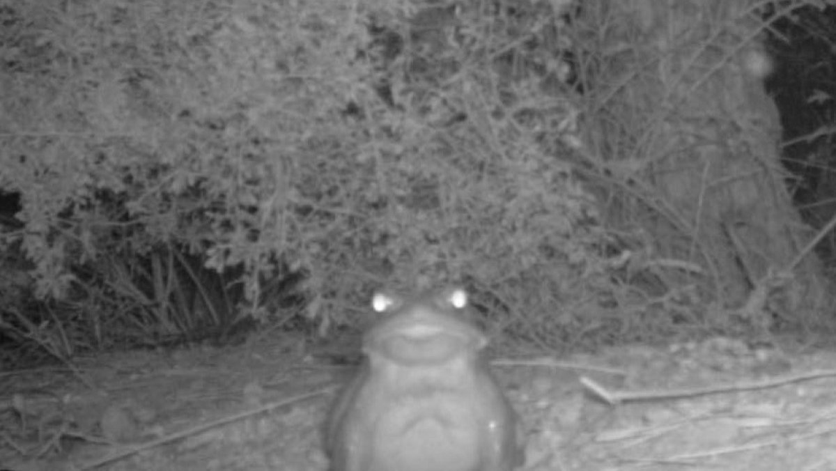 A black and white motion camera image of a large toad with glowing eyes