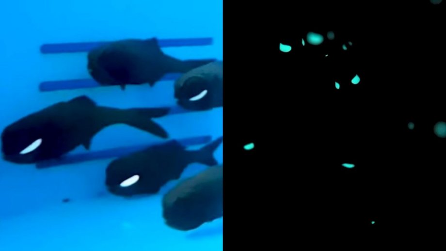 Flashlight Fish Wear GlowintheDark Bacteria Eyeliner Nerdist