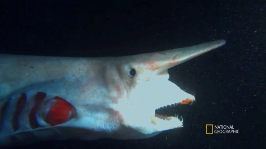 Boop! Goblin Sharks Have a Huge Snoot and Extendable Jaws Nerdist