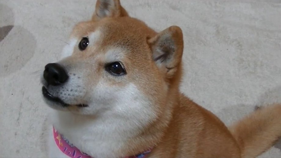 Kabosu, The Doge Meme Dog, Sadly Dies at 18 - Nerdist