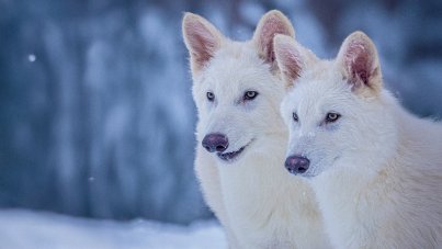 Scientists Have Made Dire Wolves History's First De-Extinct Animal