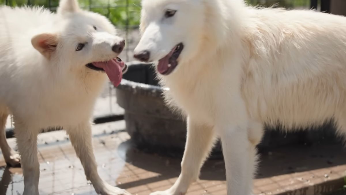 dire wolves saved from extinction meet for the first time (1)