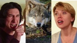 Need to Scare Wolves? Blast Scarlett Johansson & Adam Driver’s MARRIAGE STORY Fight, Says USDA